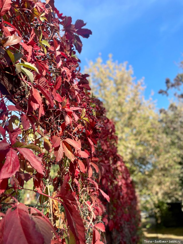 Вася-Василёк от Studio Milim