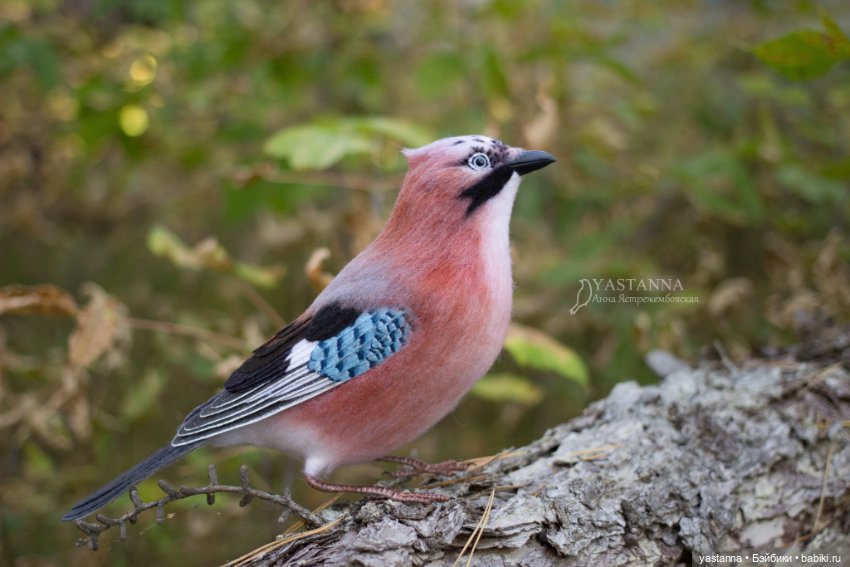 Сойка — Валяные игрушки из шерсти: сухое валяние