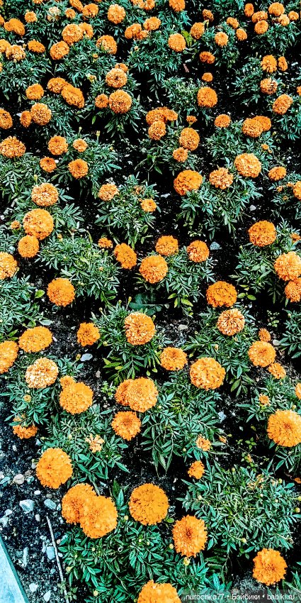 Про Нафочку. В другом городе