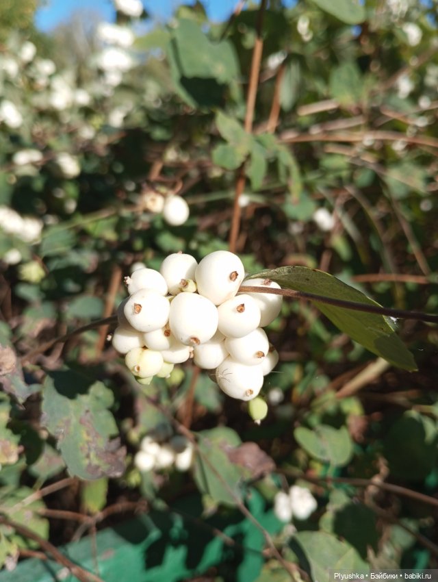 Латте — Кот Басик (фото 4)