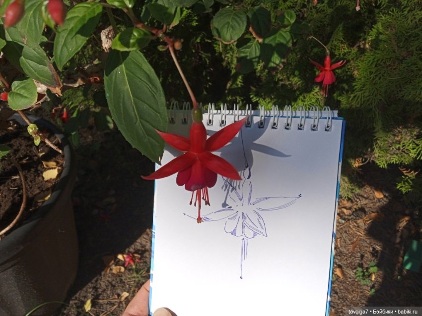 Утро в Светлогорске фуксия (фото 2)