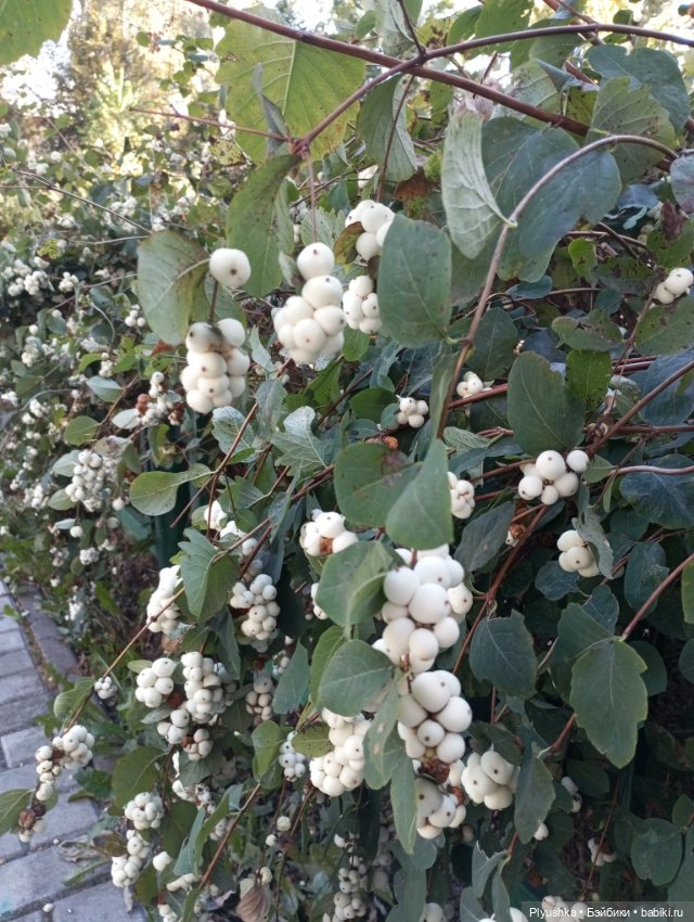 Латте — Кот Басик