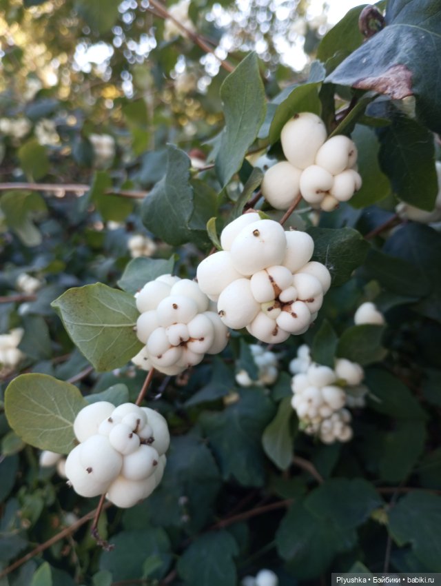 Латте — Кот Басик (фото 5)