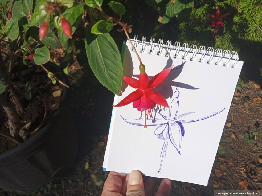 Утро в Светлогорске фуксия (фото 5)