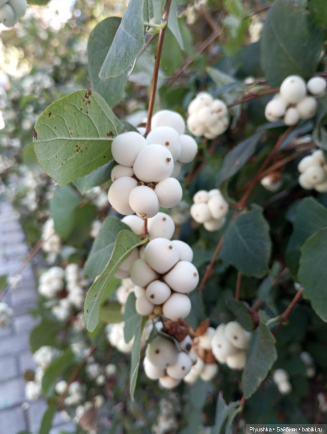 Латте — Кот Басик (фото 2)