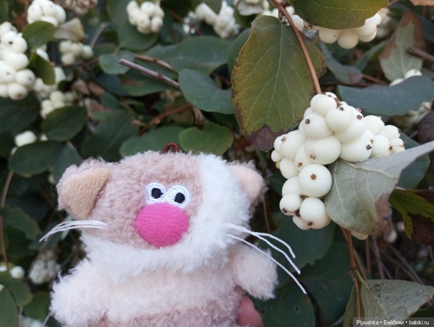 Латте — Кот Басик (фото 3)