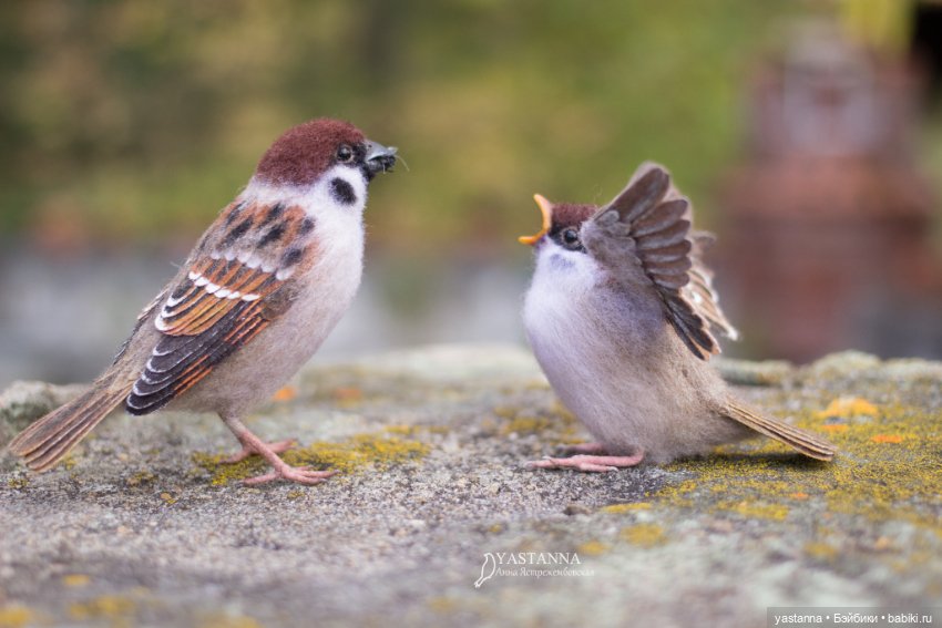 Воробышки — Валяные игрушки из шерсти: сухое валяние (фото 8)