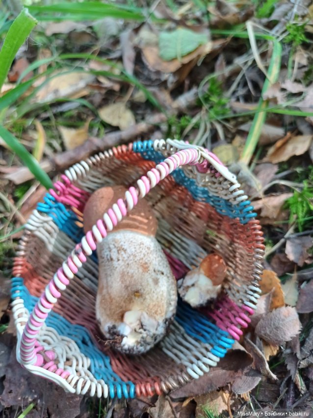 Как Петрович грибы собирал (фото 7)