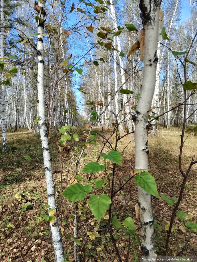 Девчонки в берёзовой роще (фото 10)