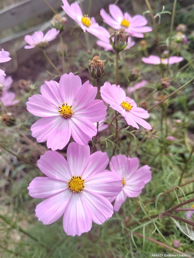 Мои куклы Паола Рейна часть первая