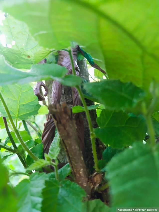 Грут нашего сада — Разные шарнирные куклы (не БЖД): редкие