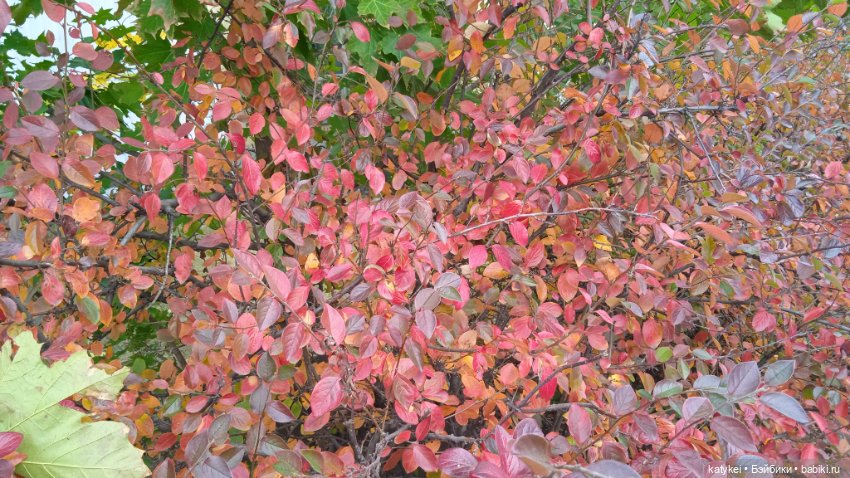 Уроки английского с Гранатом