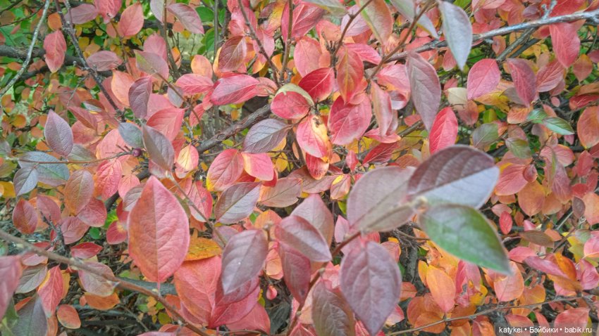 Уроки английского с Гранатом (фото 10)