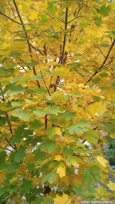 Уроки английского с Гранатом (фото 9)