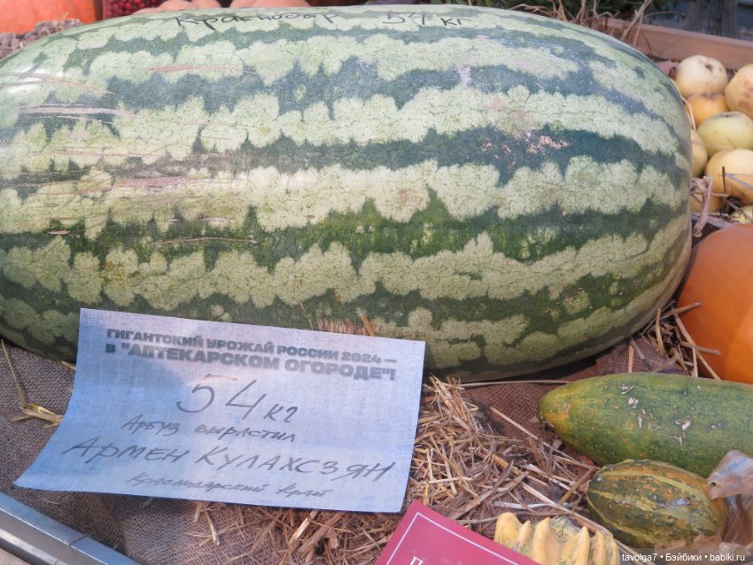 Флёр World of Love и 3 октября 2024 в Аптекарском огороде
