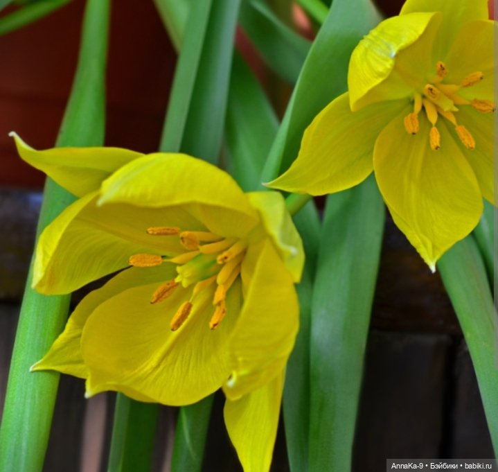 Гюльденштедтия фон Монфилла и луковицы тюльпанов