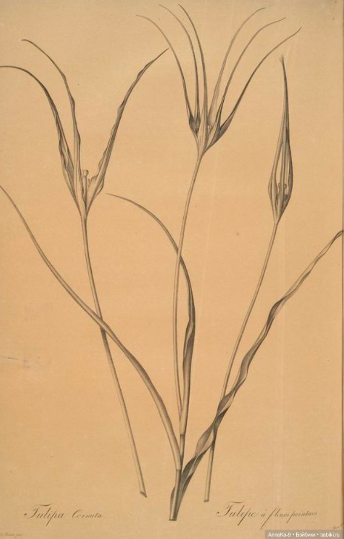 Гюльденштедтия фон Монфилла и луковицы тюльпанов