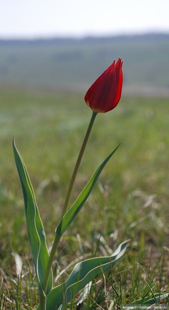 Гюльденштедтия фон Монфилла и луковицы тюльпанов