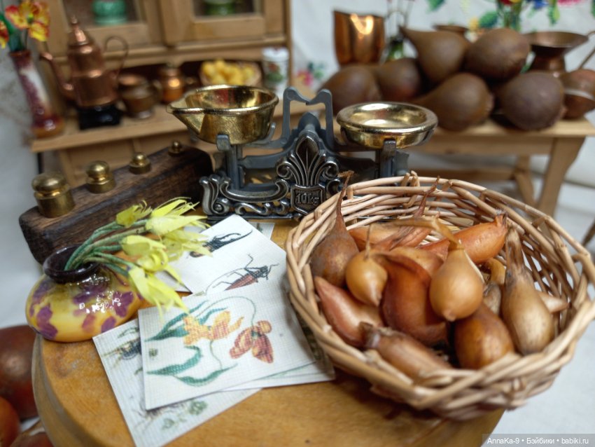 Гюльденштедтия фон Монфилла и луковицы тюльпанов