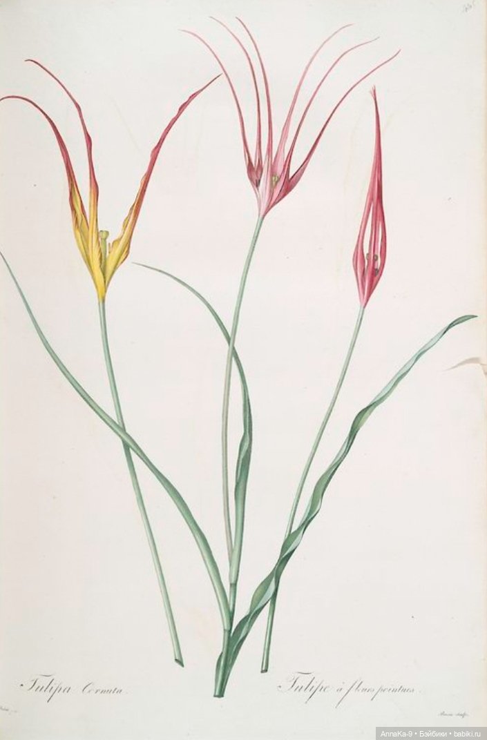 Гюльденштедтия фон Монфилла и луковицы тюльпанов