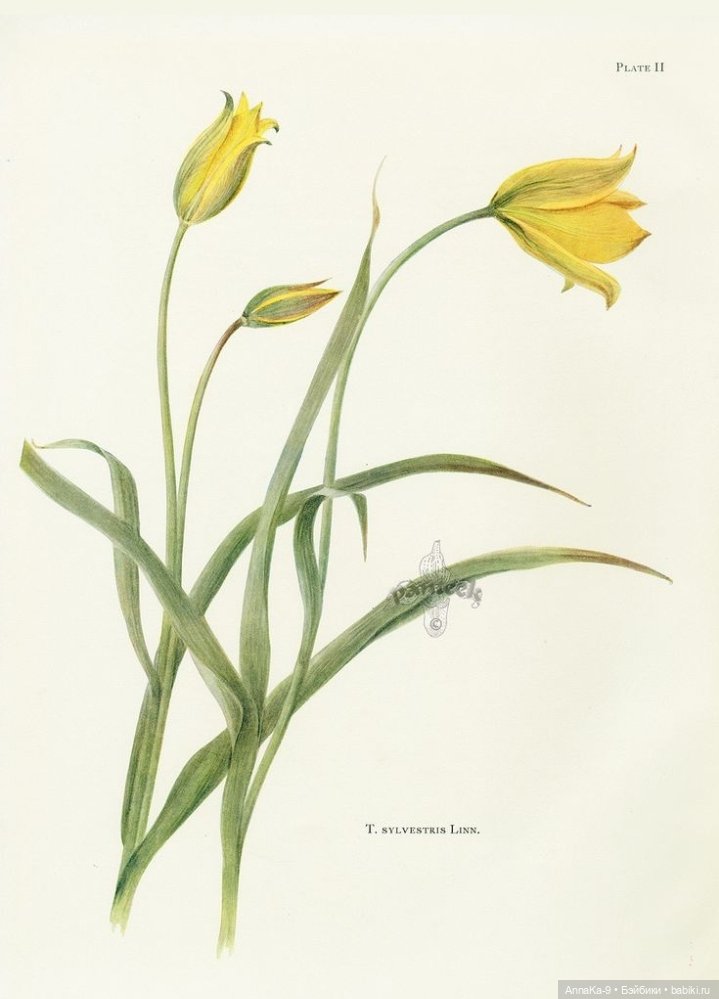 Гюльденштедтия фон Монфилла и луковицы тюльпанов