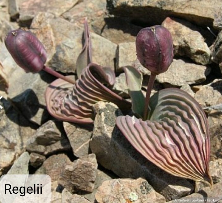 Гюльденштедтия фон Монфилла и луковицы тюльпанов