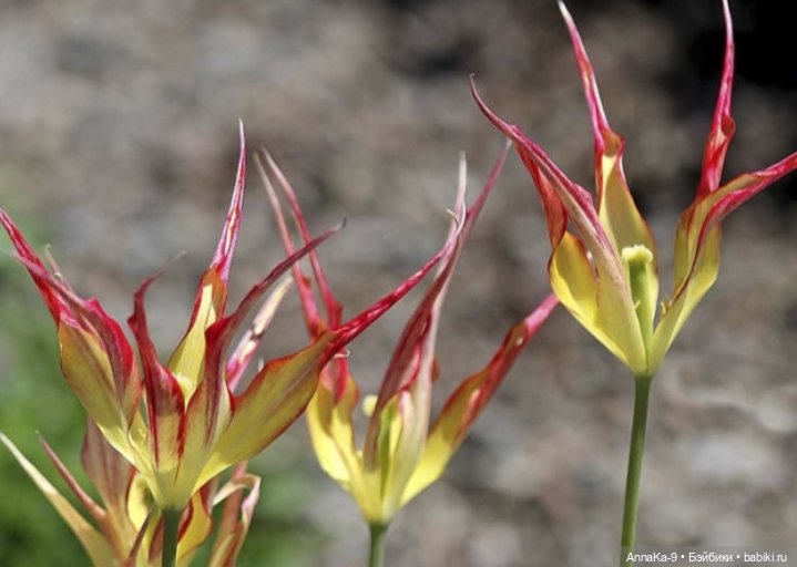 Гюльденштедтия фон Монфилла и луковицы тюльпанов