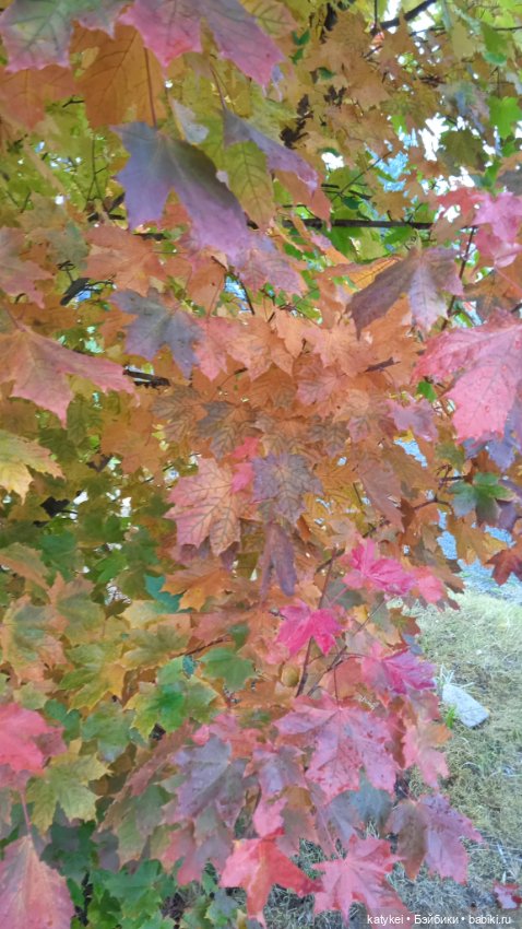 Уроки английского с Гранатом