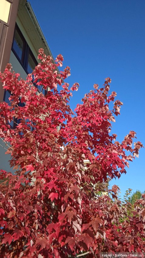 Уроки английского с Гранатом