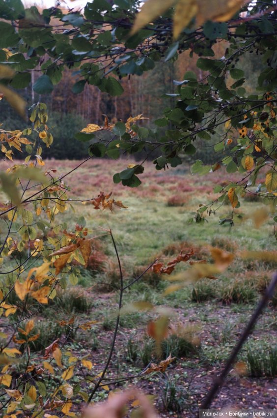 Закружилась листва золотая в розоватой воде на пруду (фото 9)