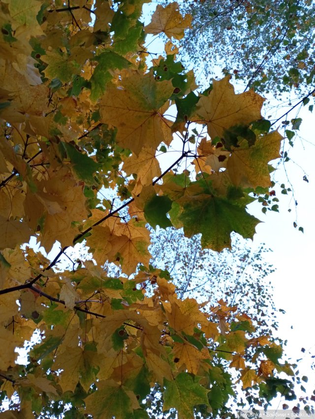 Гимн красоте осени + новенькая