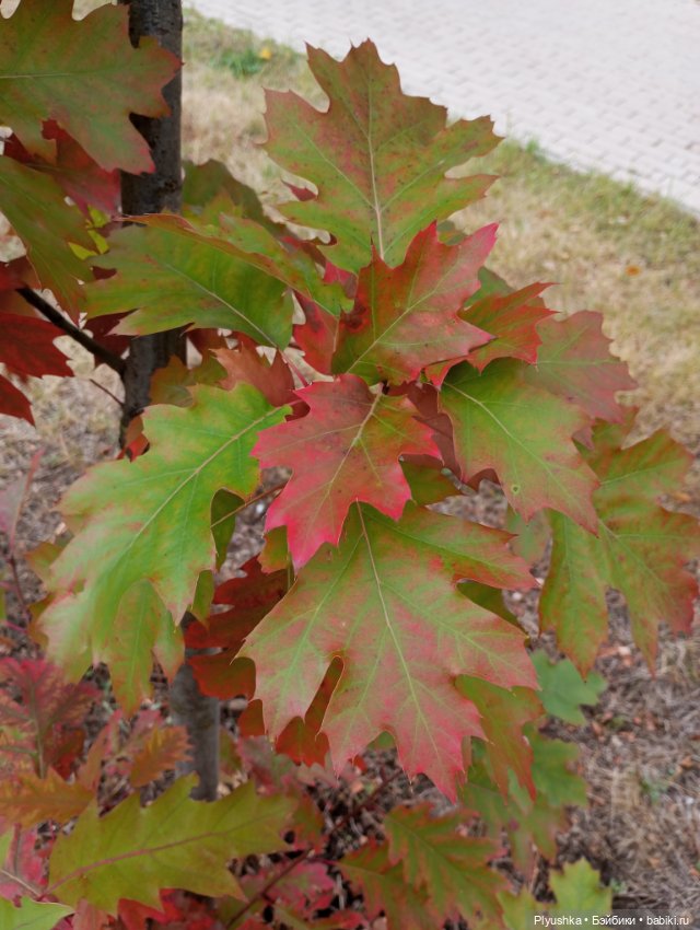 Гимн красоте осени + новенькая (фото 2)