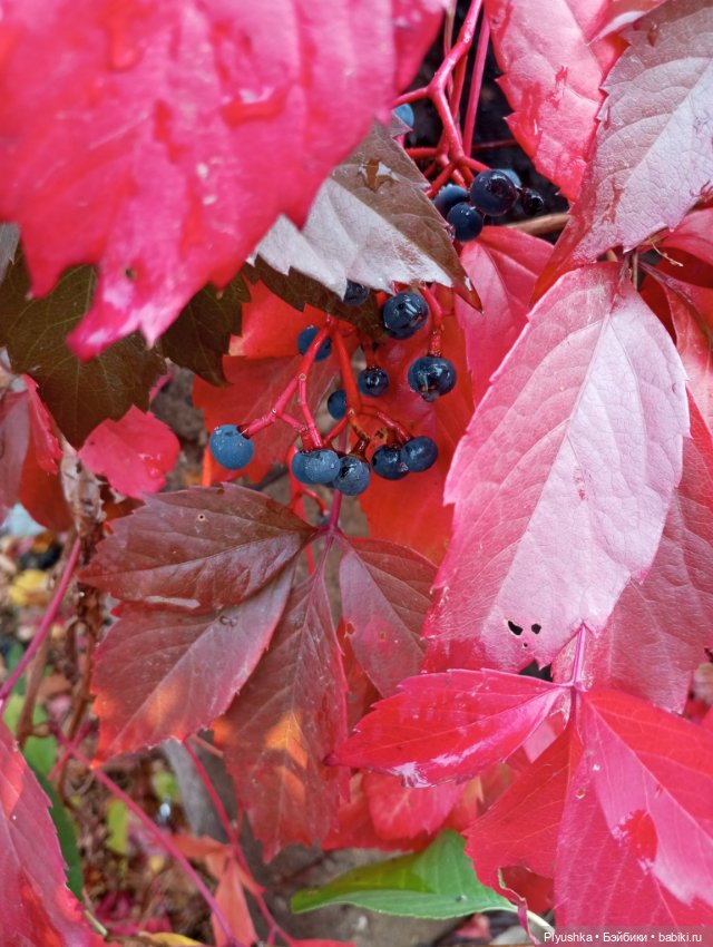 Гимн красоте осени + новенькая