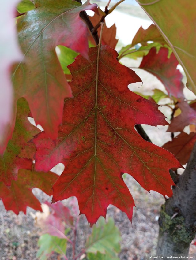 Гимн красоте осени + новенькая (фото 3)