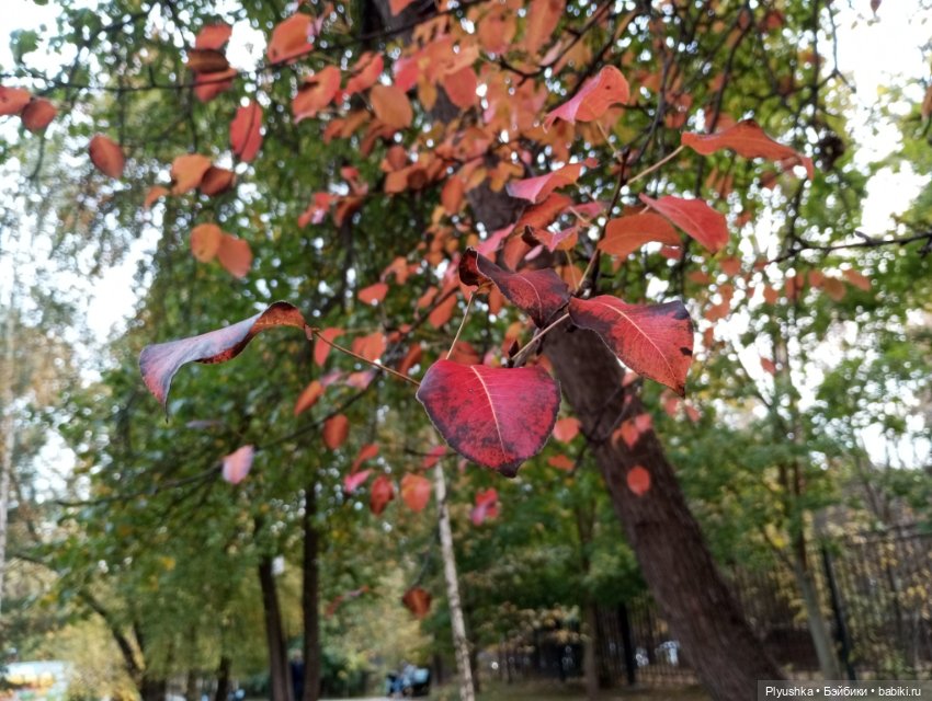 Гимн красоте осени + новенькая (фото 5)