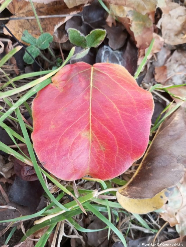 Гимн красоте осени + новенькая (фото 7)