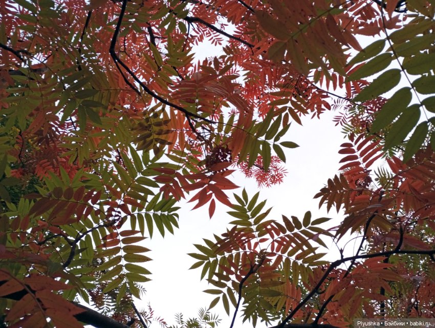 Гимн красоте осени + новенькая