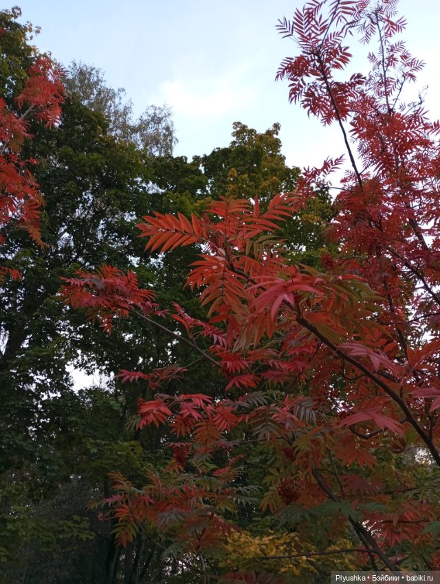 Гимн красоте осени + новенькая