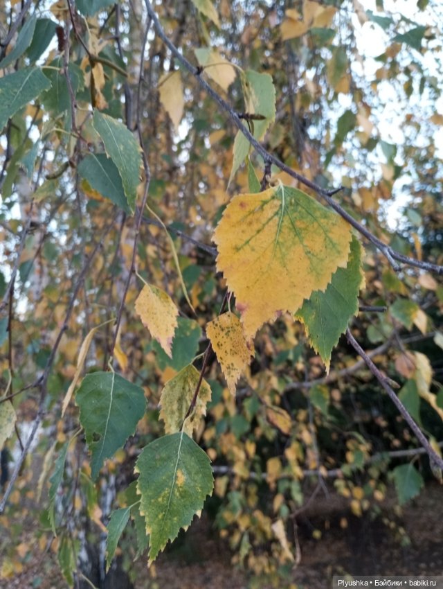 Гимн красоте осени + новенькая