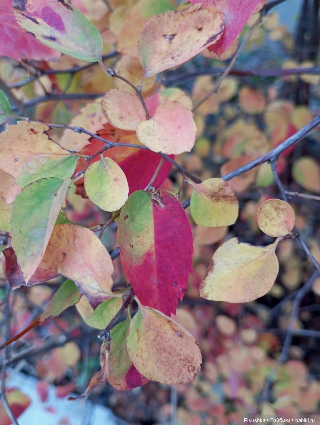 Гимн красоте осени + новенькая