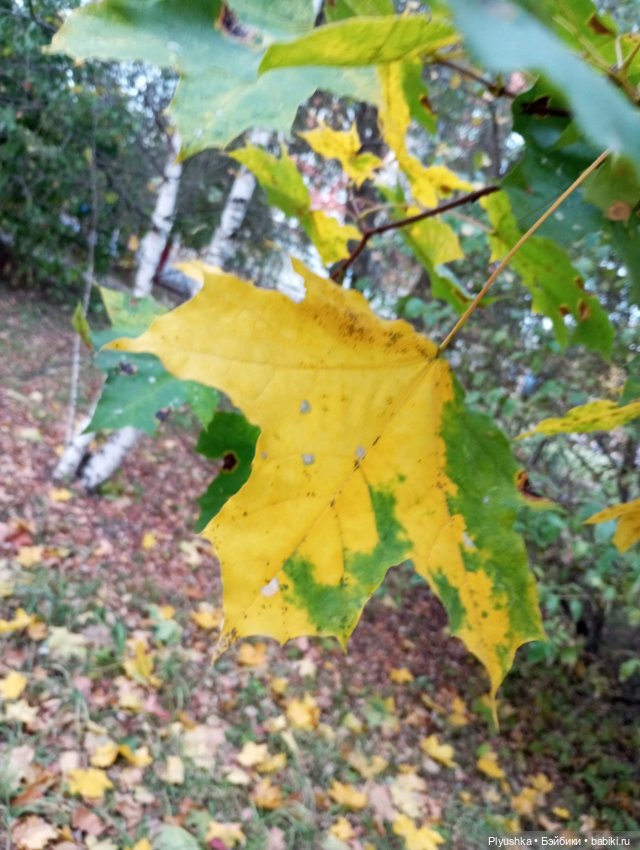 Гимн красоте осени + новенькая