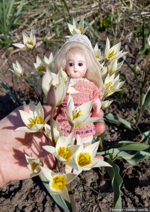 Гюльденштедтия фон Монфилла и луковицы тюльпанов