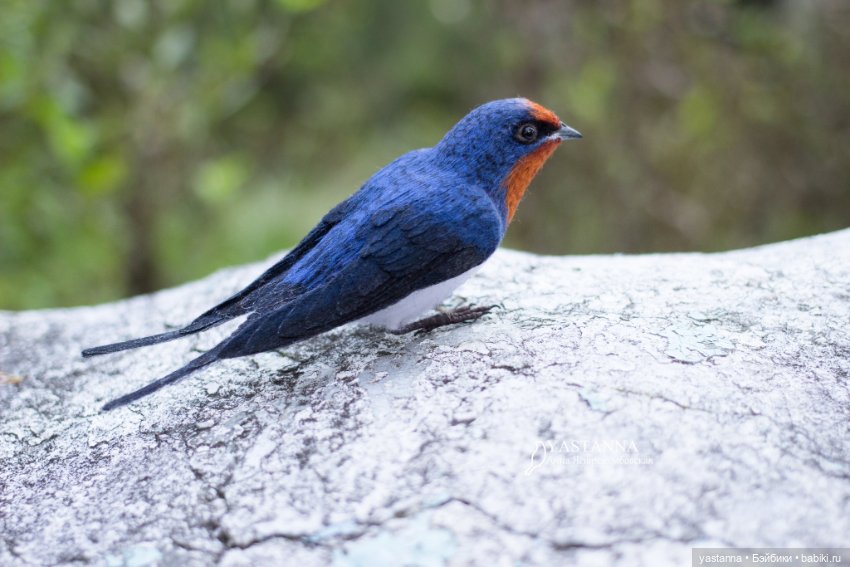 Ласточка — Валяные игрушки из шерсти: сухое валяние (фото 7)