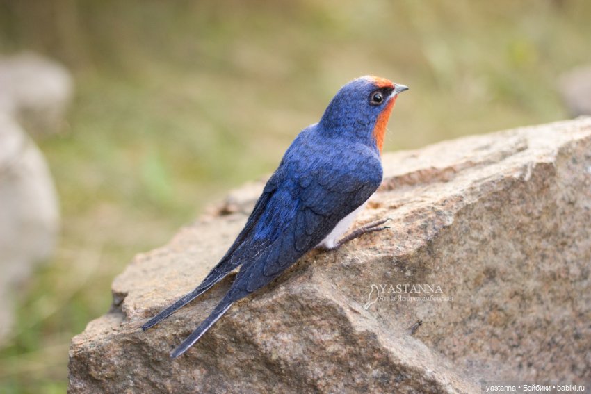 Ласточка — Валяные игрушки из шерсти: сухое валяние (фото 3)