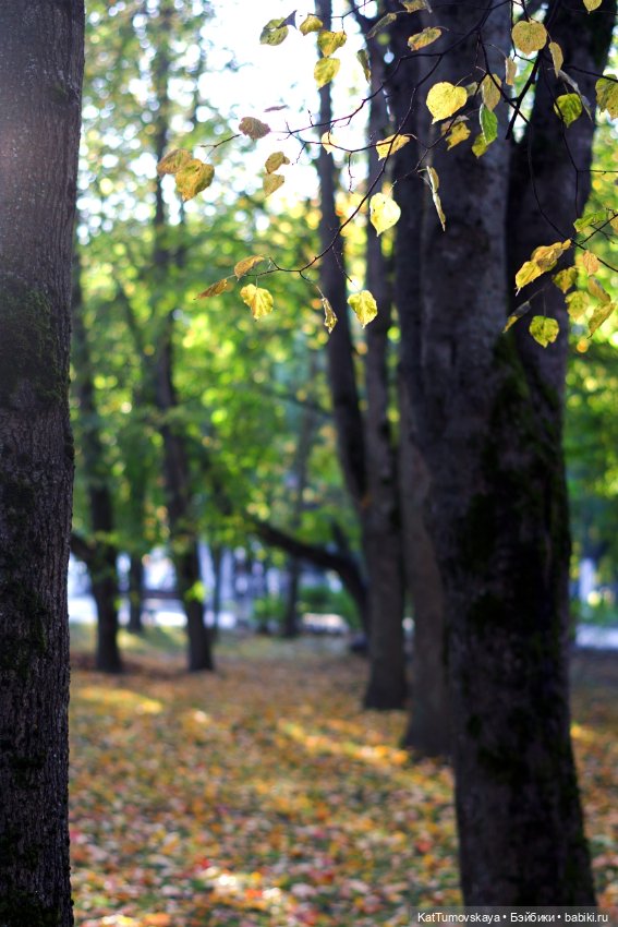 Лисья прогулка, листья и солнце октября (фото 4)