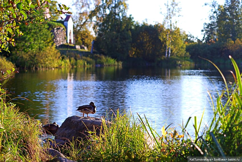 Лисья прогулка, листья и солнце октября (фото 8)