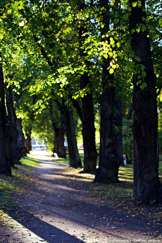 Лисья прогулка, листья и солнце октября (фото 3)