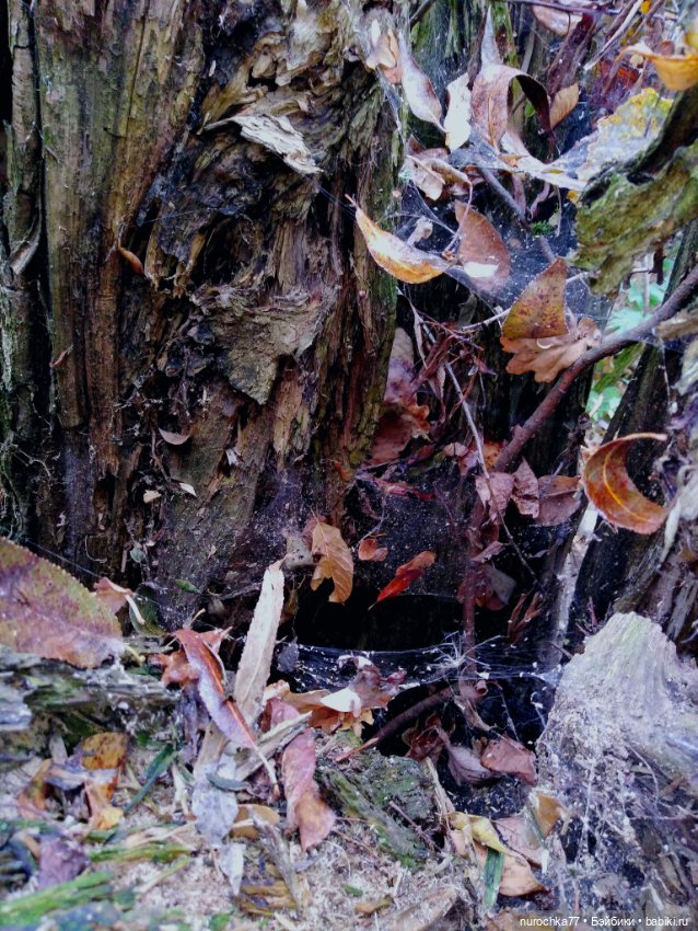 Про Нафочку. Прогулка в лесу