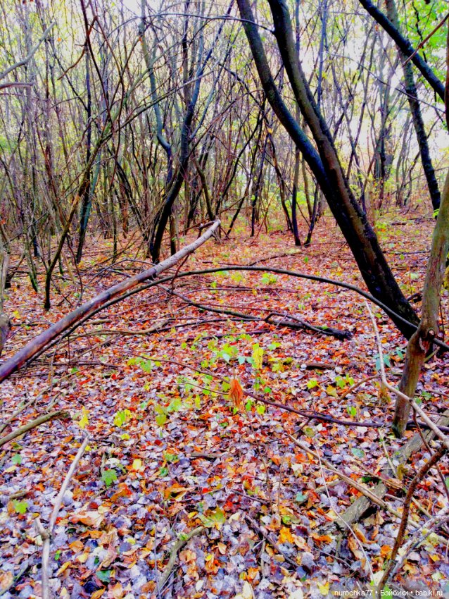 Про Нафочку. Прогулка в лесу