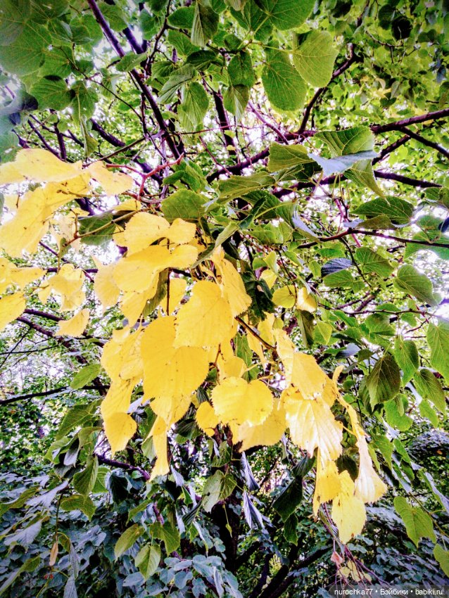 Про Нафочку. Прогулка в лесу